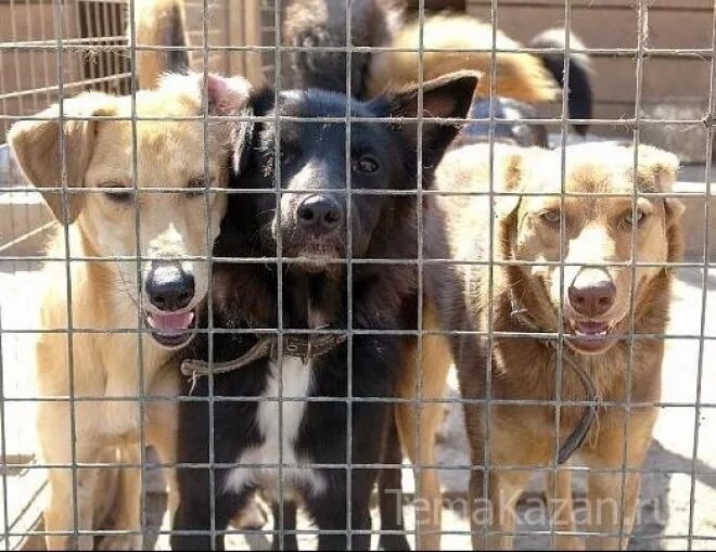 Помощь бездомным животным набережные. Помощь бездомным животным набережные. Помощь бездомным животным набережные. Животное набережных челнов. Логотип приюта для животных.