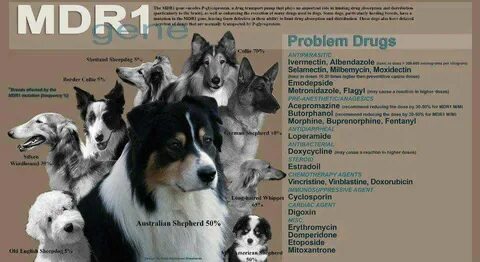 Собаки мдр 1