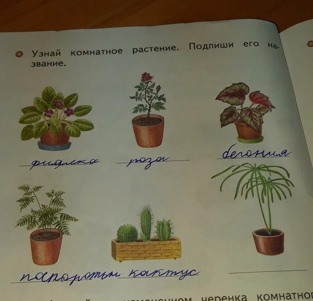 1 подпиши рисунки. Задания подписать комнатные растения. Рисование комнатного растения 1 класс. Комнатные растения подписанные.