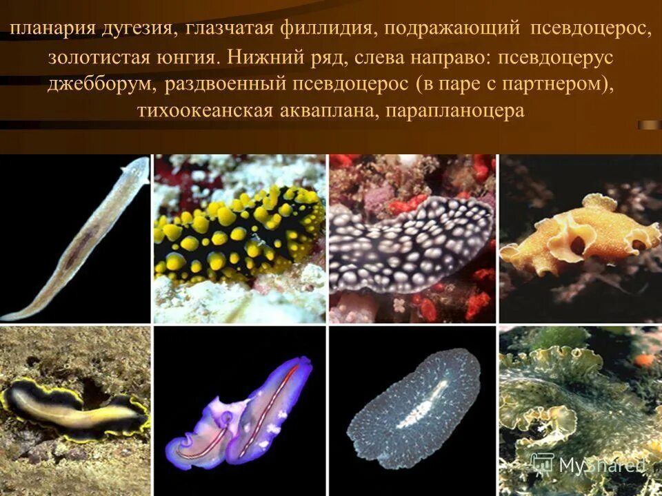 личинка морских ресничных червей. какой образ ведут ресничные черви. какой образ ведут ресничные черви. класс ресничные черви. молочно белая планария тип червей.