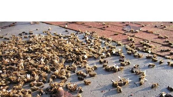 Пчелы гибнут. Массовая гибель животных. Вымирание пчел. Гибель животных от пестицидов. Массовая гибель пчел.