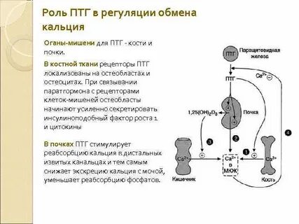 Важную роль в регуляции