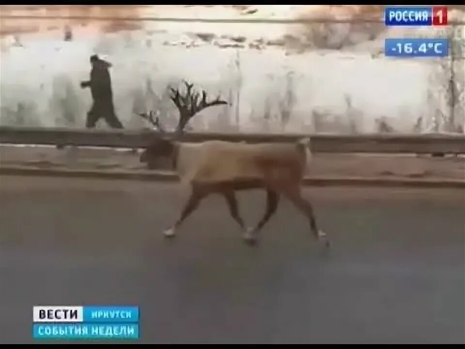 Тигр погнался за оленем и догнал. Олень сбежал из зоопарка Ангарск. Олень убегает от человека.