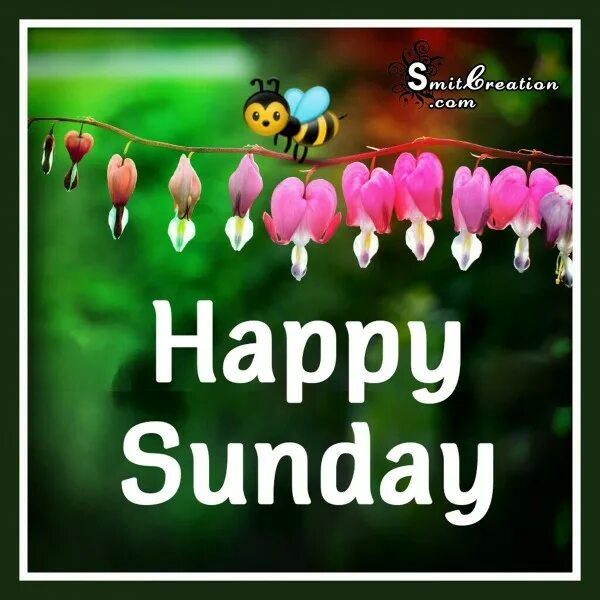 Sunday. Открытки happy sunday. sunday картинки. happy sunday gif. happy sunday картинки gif.