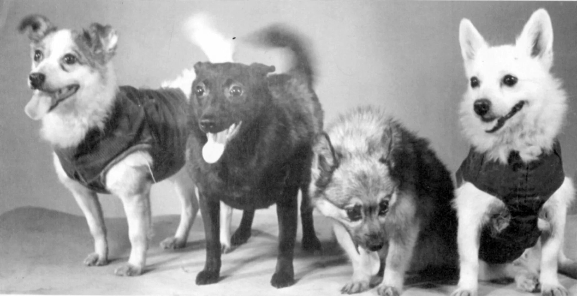 одомашнивание собака древних людей. рин тин тин собака. первые собаки на земле. одомашнивание собаки. волчата одомашненные.