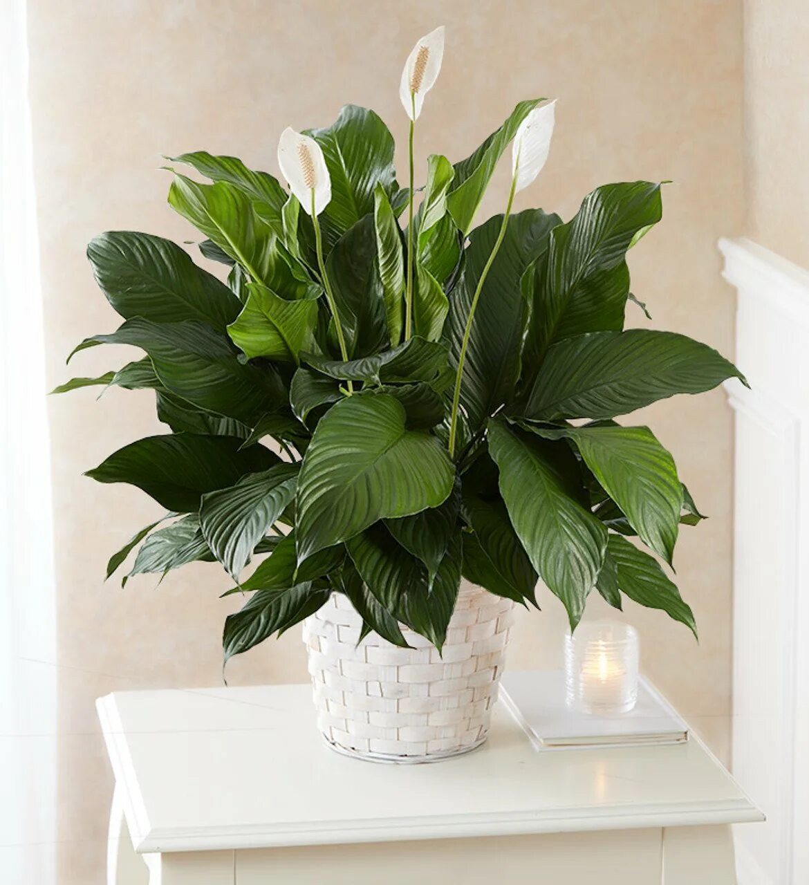 Спатифиллум лимонный. Спатифиллум Верди. Спатифиллум Уоллиса (Spathiphyllum wallisii). Спатифиллум Свит Сильвио.