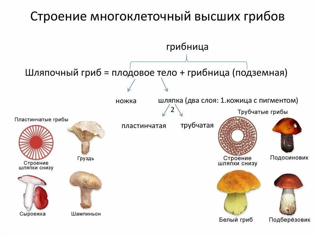 Различие трубчатых грибов. Шляпочные грибы трубчатые и пластинчатые. Пластинчатые грибы и трубчатые грибы. Шляпочные пластинчатые грибы съедобные. Трубчатые грибы 2) пластинчатые грибы.