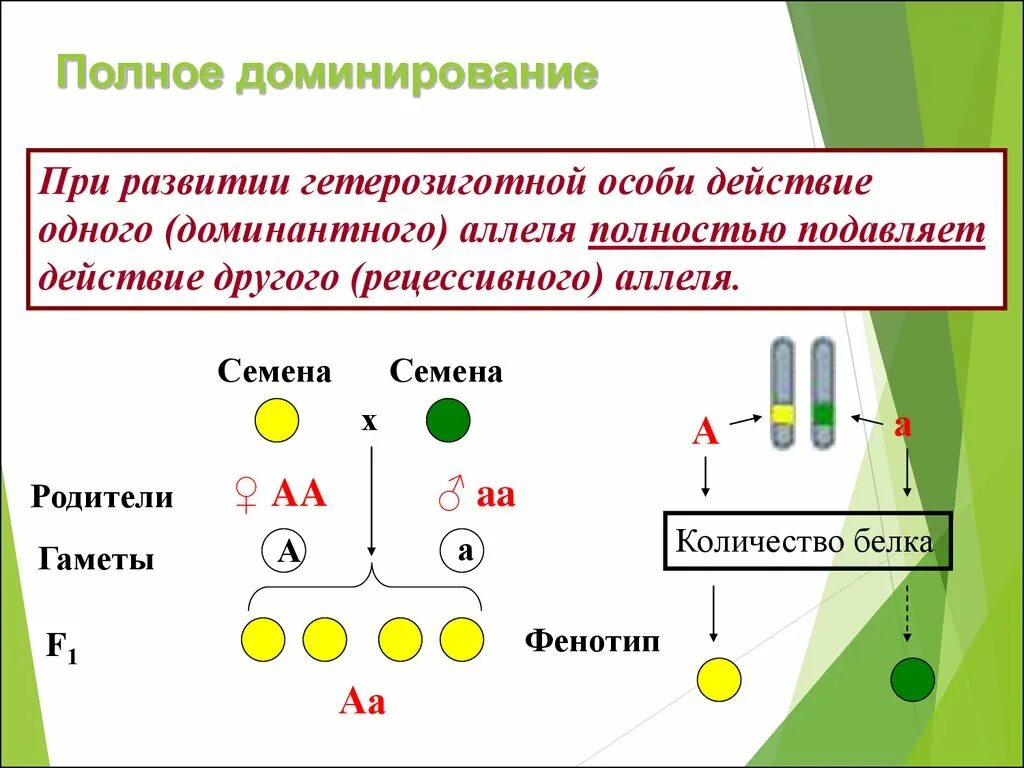 Наследование признаков при полном доминировании. Полное доминирование это. Полное доминирование примеры. Полное и неполное доминирование. Полное неполное кодоминирование