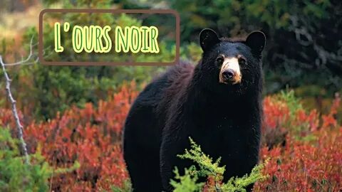 Ours black