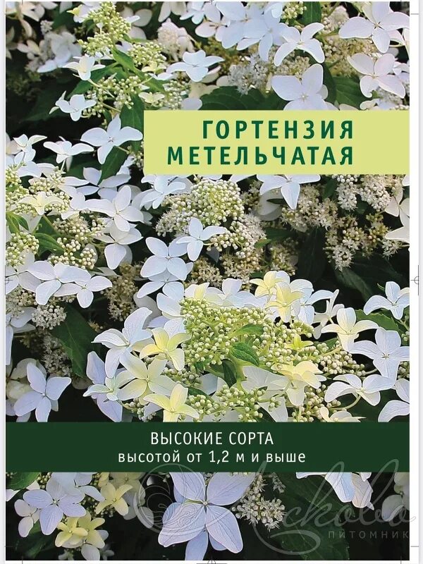Лескова питомник. Образец объявление продажа померанских шпицев. Лескова питомник. Лескова питомник. Питомник лесково гортензии.