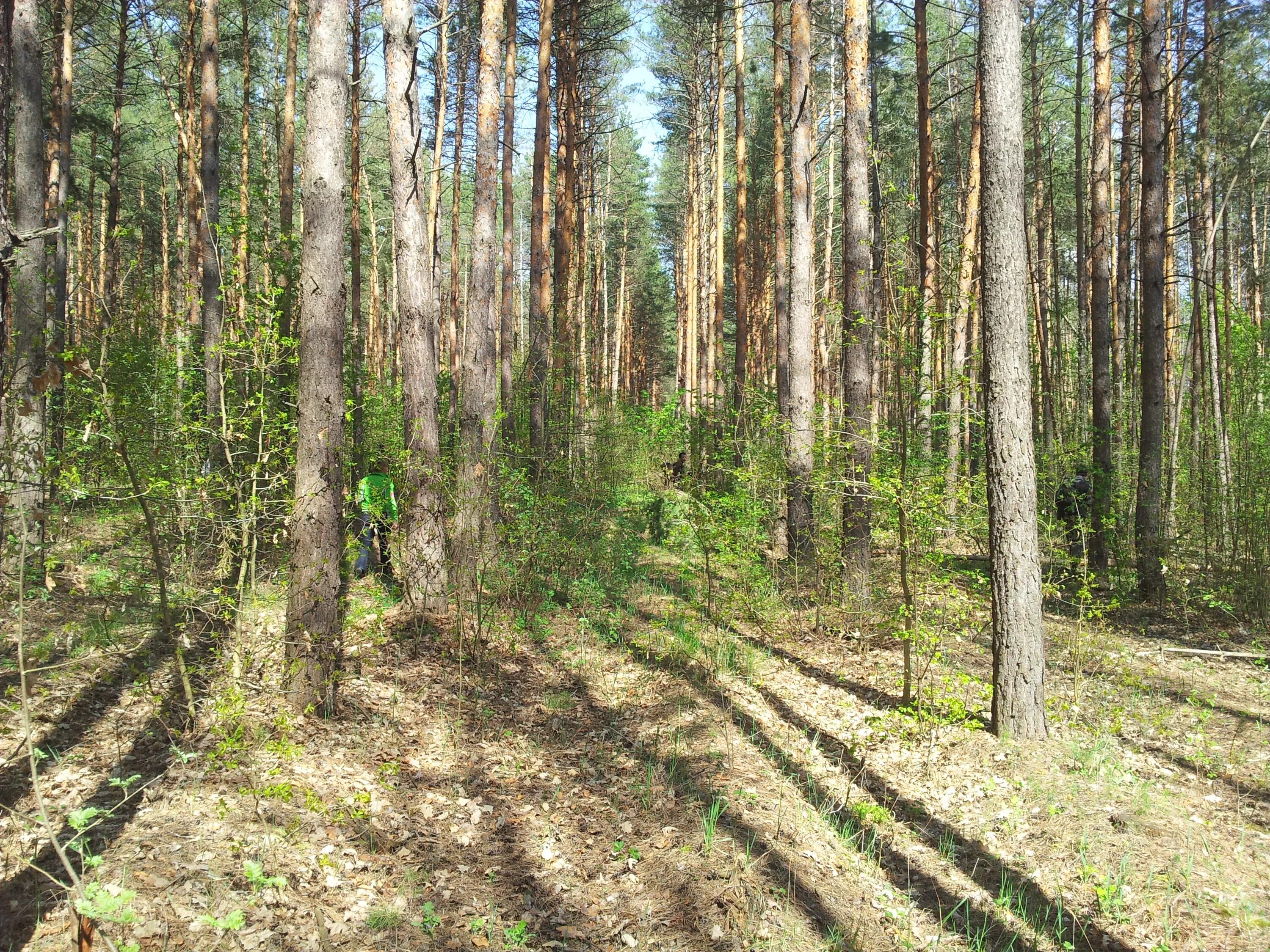 Сосновый Бор Воронеж лес. Малышевский лес Воронеж. Парк Северный лес Воронеж. Сосновый лес в Воронежской области. Лесной лесное ш 1