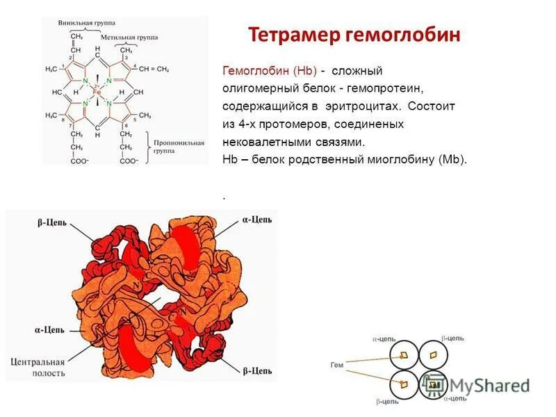 входит в состав белковых молекул