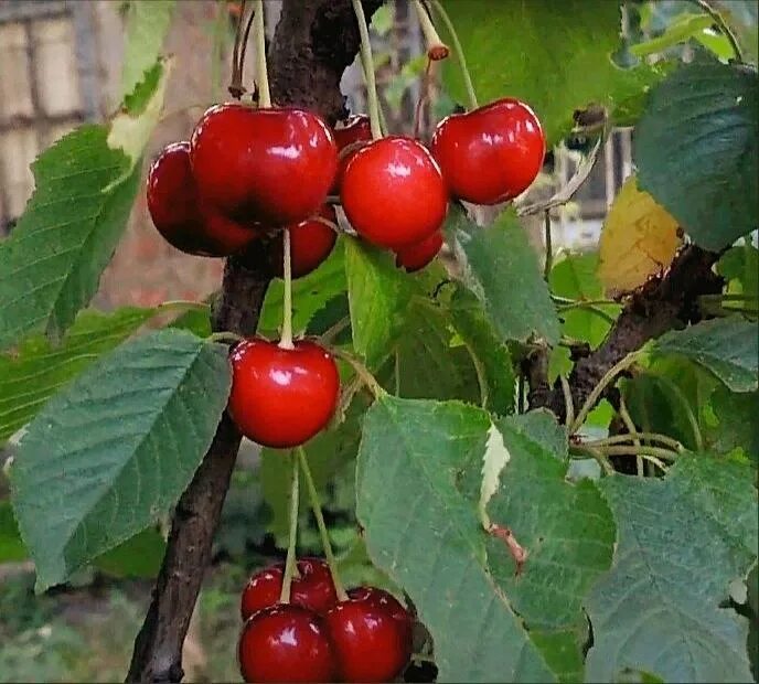 Сарсад питомник голубевых. Сарсад питомник голубевых