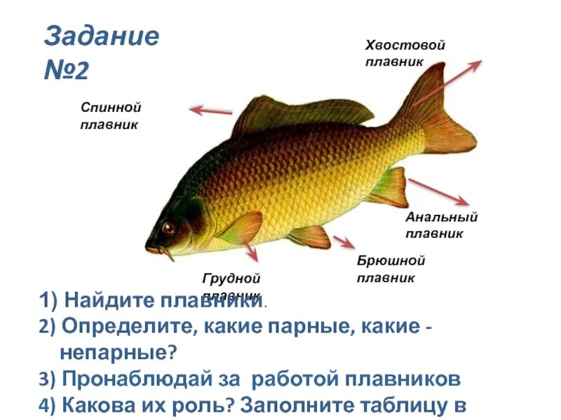 Внешнее строение рыбы. Брюшной плавник у рыб. Хвостовой плавник. Задний плавник у рыбы.
