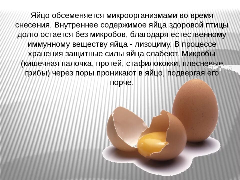 Информация о куриных яйцах. Микробиология яиц и яичных продуктов. Запах куриного яйца. Вода запах яиц