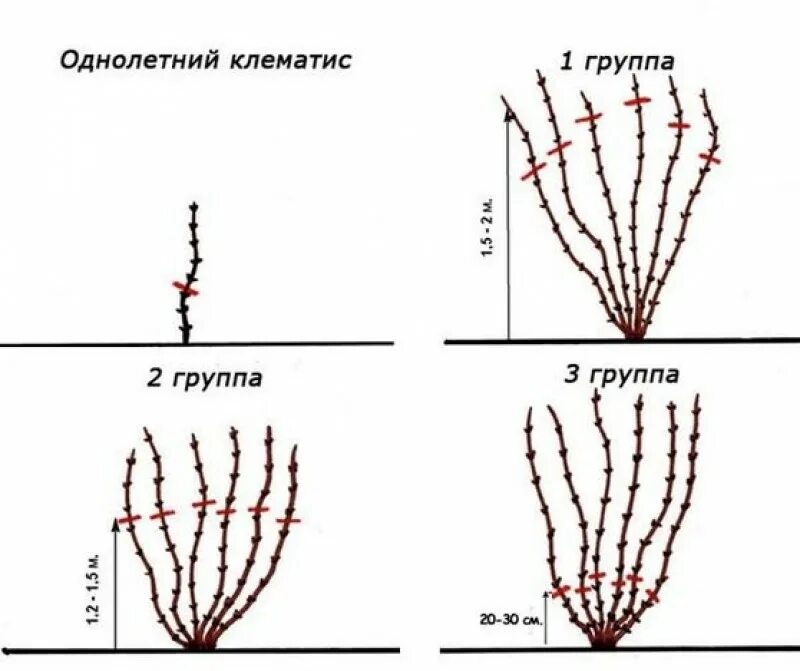 Нужно ли обрезать клематис. Группы обрезки клематисов таблица. Клематис 2 группы обрезки как обрезать. Клематисы группы обрезки таблица. Клематис 3 гр обрезки.