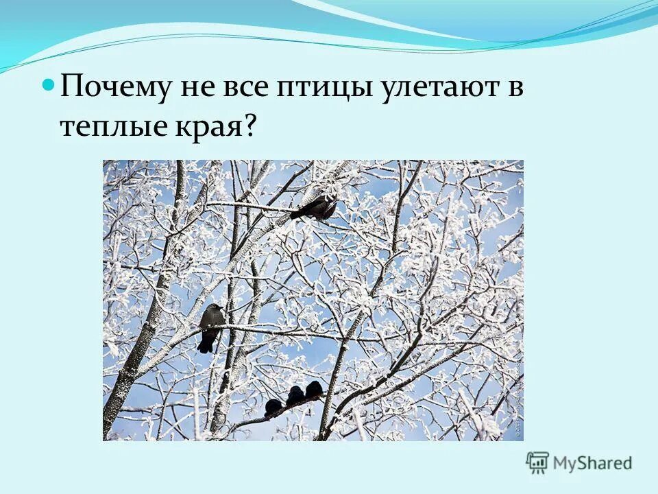 Зачем птицам. Почему птицы улетают. Почему птицы не улетают в теплые края. Птицы не улетающие в теплые края. Почему птицы улетают в теплые края.