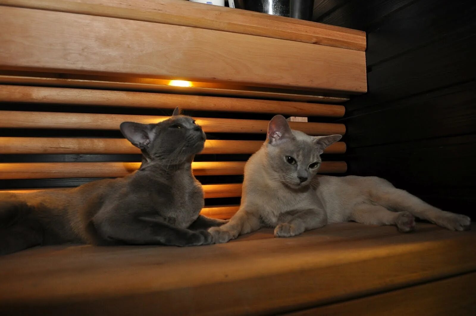 Банный кот. Котик в бане. Кот парится. Кот в парилке с хозяином. Кот в бане.