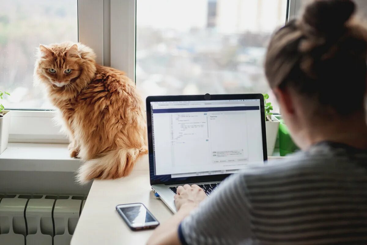 Где работает кот. Котик с ноутбуком. кот за ноутбуком. кот за работой. котик в офисе.