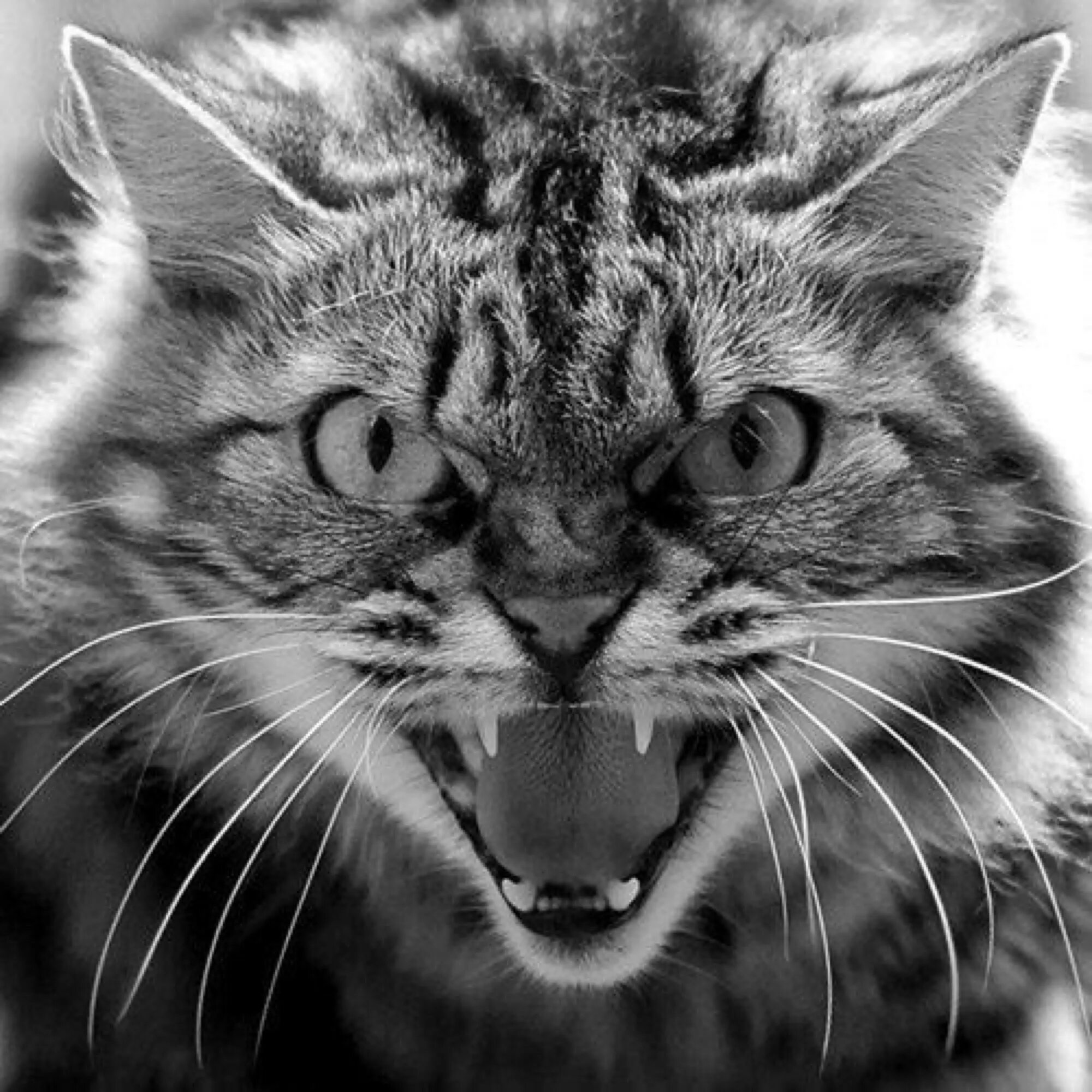 Злобный кот. Злой кот. Meow Attack.