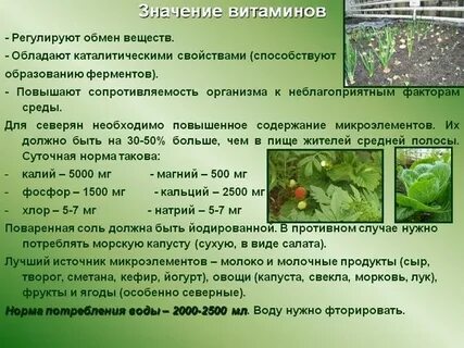 Физиологическая роль витамина с