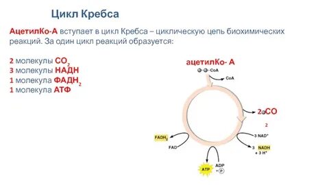 Цикл кребса названия