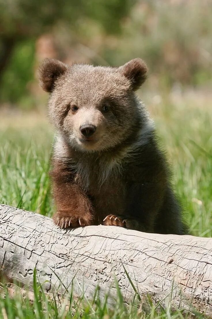 Маленькие картинки медведя. Медвежонок Пестун. Бурый медведь Пестун. Милый Медвежонок. Маленький Медвежонок.