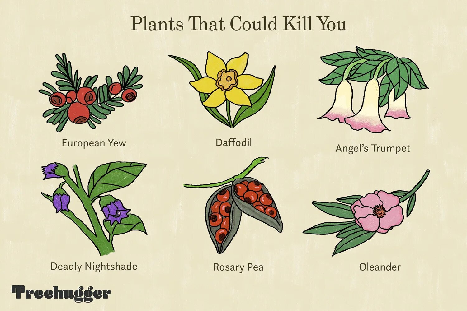 Poison plant. Poisonous Plants. Poisonous Flowers. Nightshade Family. Горох Розария.