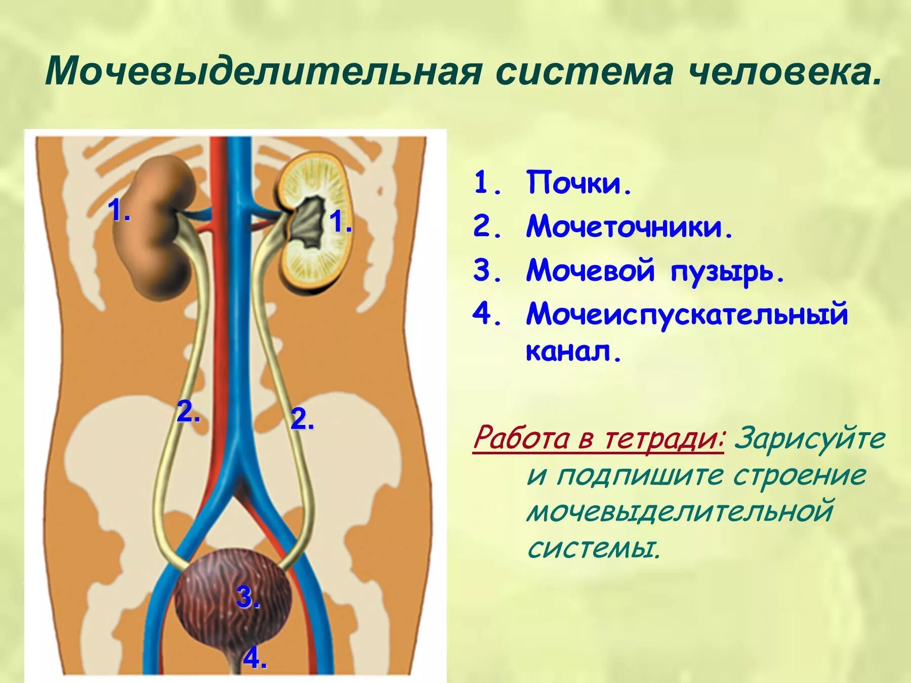 Мочевыделительная система строение и функции почек 8 класс. Мочевыделительная система 8 кл анатомия. Органы выделительной системы человека 8 класс биология. Система органов мочевыделения 8 класс. Мочевыделительная система презентация 9 класс