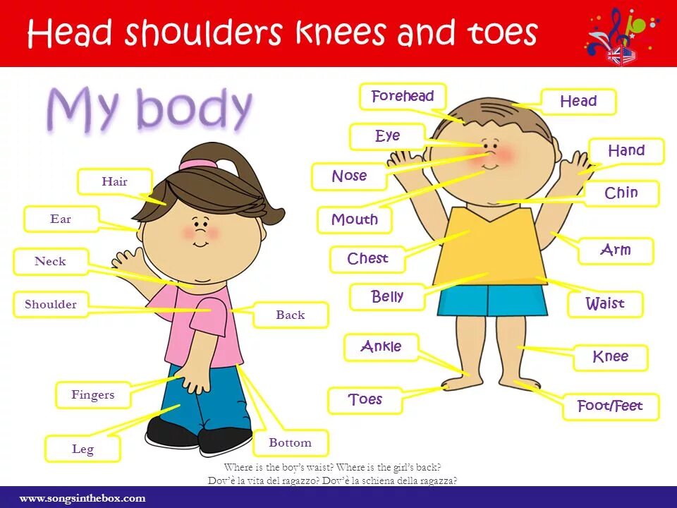 Toes произношение. Части тела по английскому. Части тела на английском языке для детей. Части тела на английском для малышей. Слова по английскому части тела.