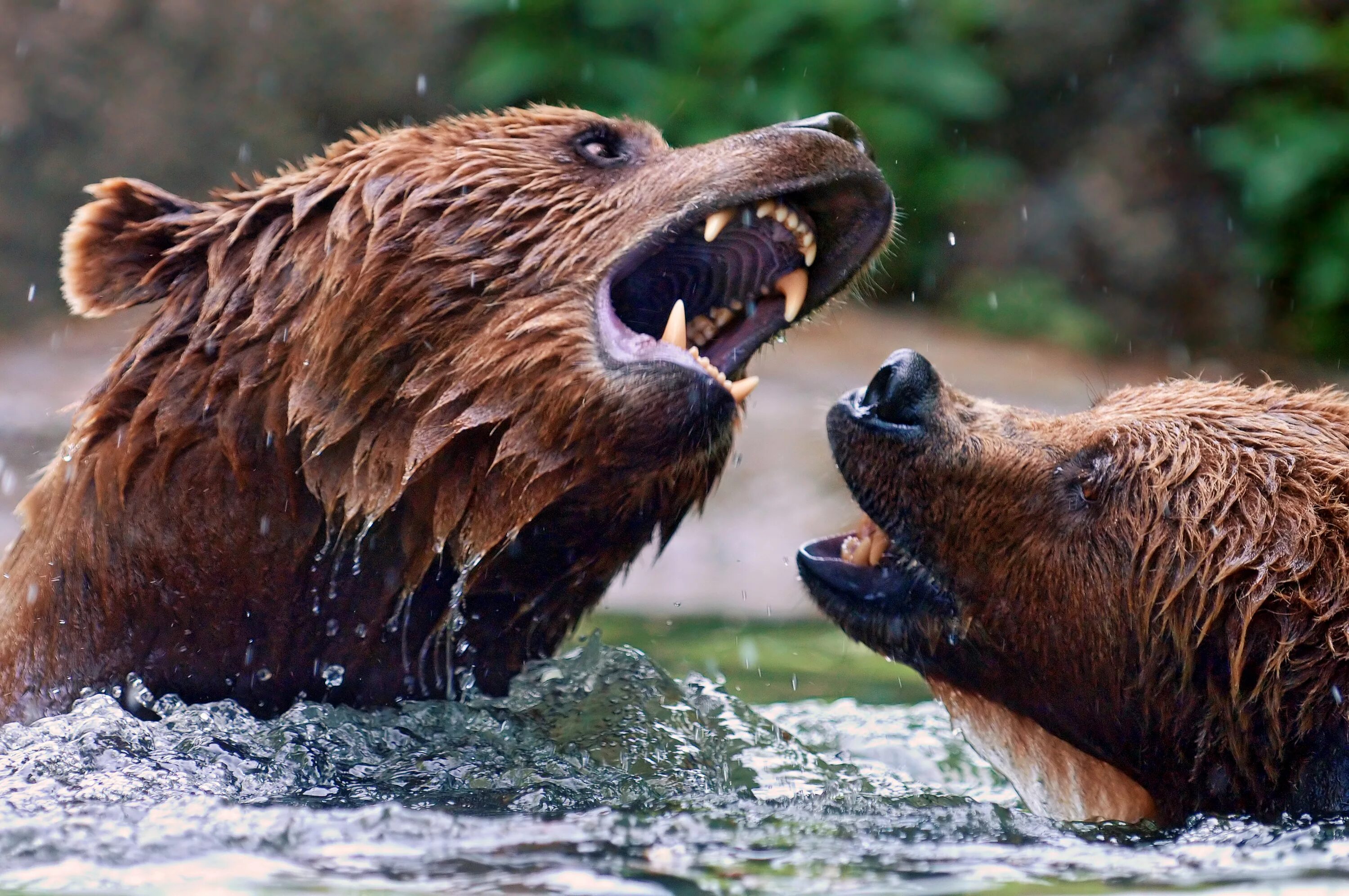 Crazy animals. Бурый медведь. Враги бурого медведя. Бурый медведь в воде. Медведи дерутся у воды.