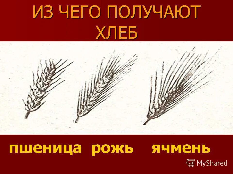 Строение пшеницы ржи ячменя. Строение пшеницы ржи ячменя