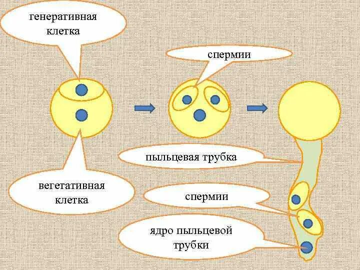 Деление генеративной клетки пыльцевого зерна. Вегетативная клетка пыльцевого зерна набор. Вегетативная и генеративная клетка. Вегетативная и генеративная клетка пыльцевого зерна. Вегетативная и генеративная клетки пыльцы схема.