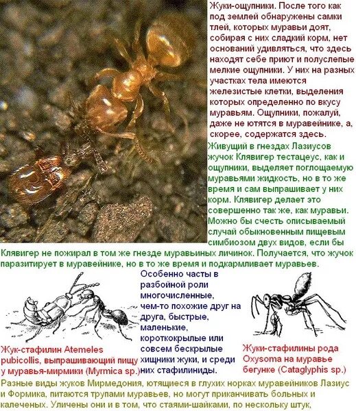 Сойка рыжий муравей тип биотических. Муравьи и жуки стафилиниды. типы муравьев. жук ломехуза. мирмики муравьи.