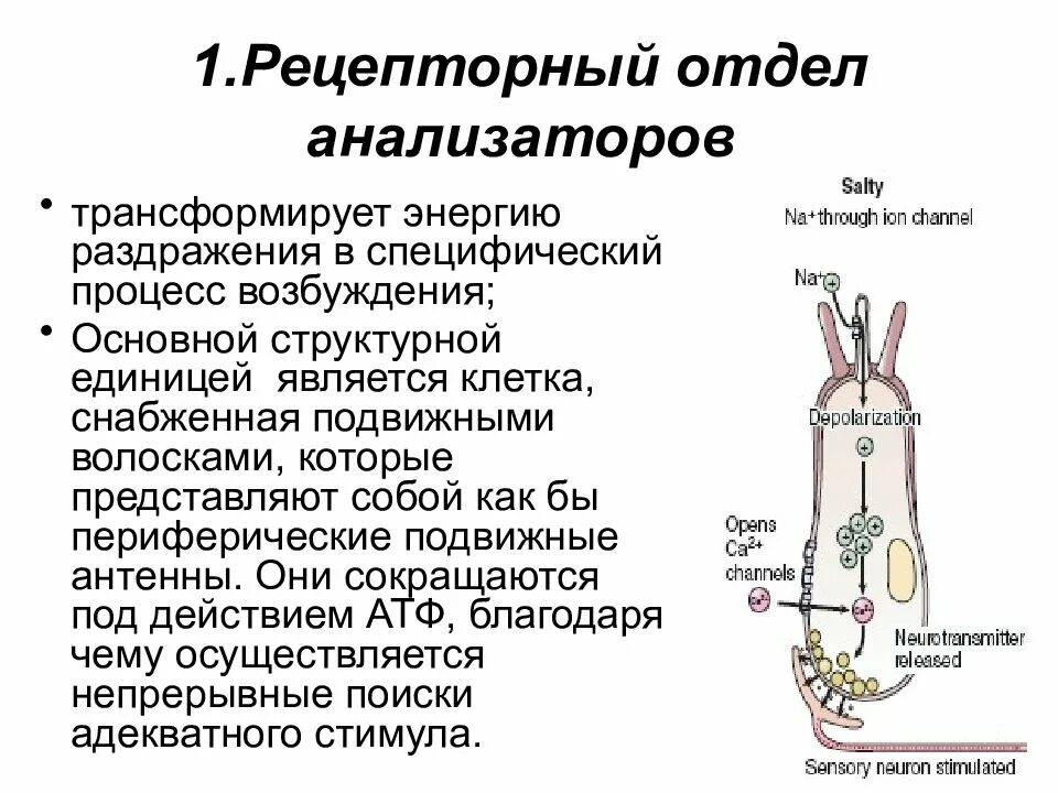 Функция рецепторного отдела анализатора. Рецепторный отдел анализаторов классификация. Основная задача рецепторного отдела анализатора. Рецепторный уровень анализаторов физиология.