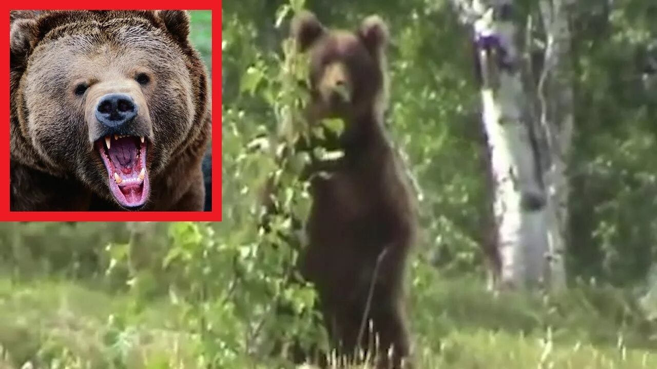 Вепрь ланкастер 9. Убойные места по медведю. Охота на медведя с лайками на берлоге. Выстрел в медведя. Охота на медведя в западной сибири.