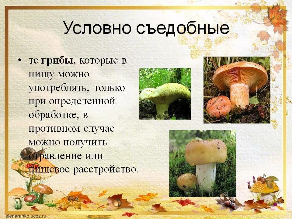 Условно съедобные грибыэт. Условно съедобные грибы и несъедобные грибы. Условно съедобные грибы названия. Грибы несъедобные и условно съедобные. Условно съедобные грибы названия.