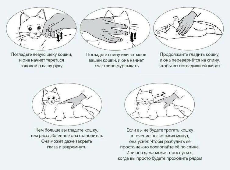 Зачем делают коты