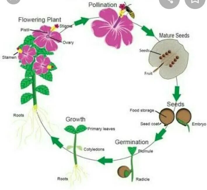 Жизненный цикл растений. Plant Life Cycle. Жизненный цикл цветковых растений. Flower Life Cycle. Are flowers of life