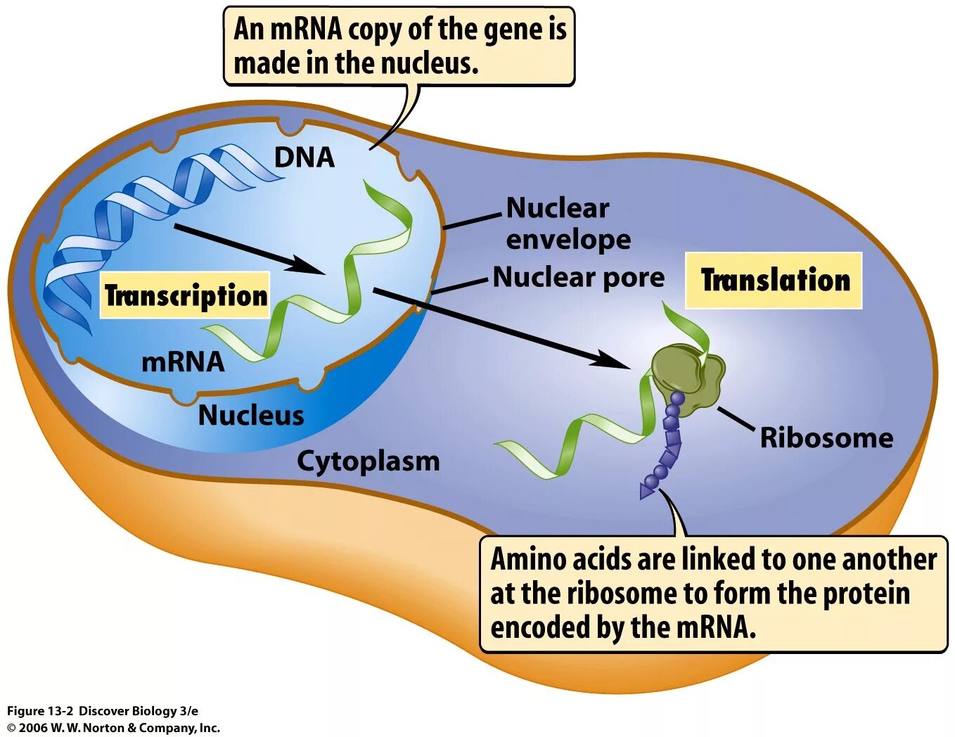 Translation MRNA. Transcription. Transcription and translation. Translation Biology. Dna перевод