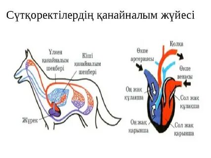 Әйелі, күйеуі және сүйіктісі бисексуалдар