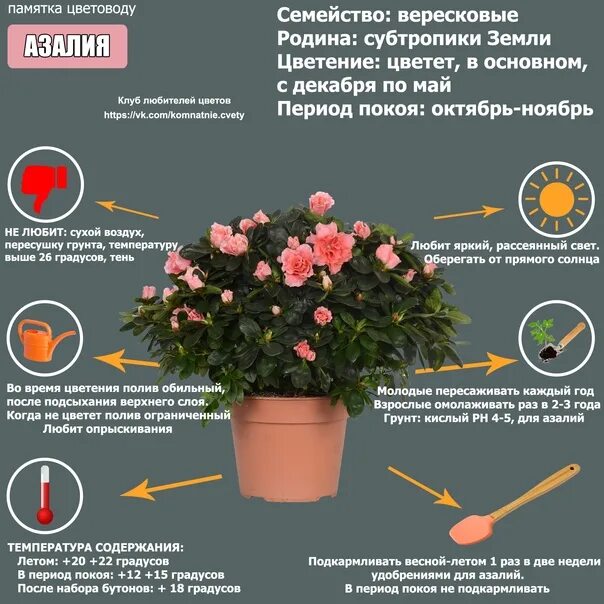 Пересадка азалии после. Памятка цветовода. Памятка по ухаживанию за цветами. Памятка для цветов.