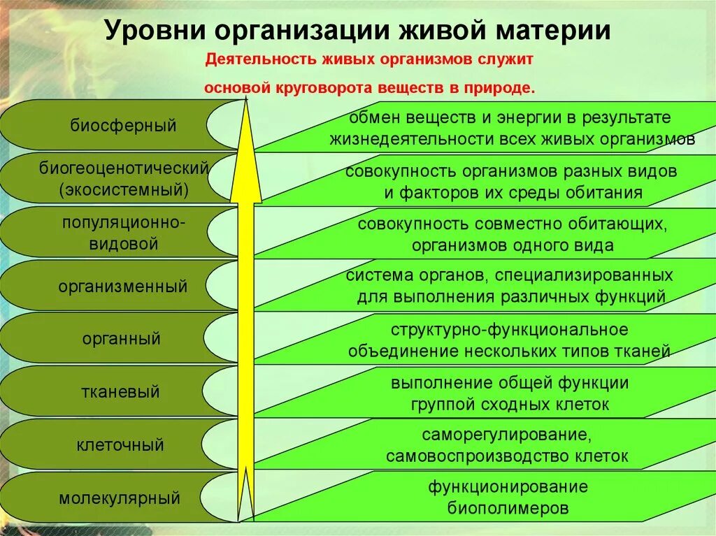 Низшим уровнем организации является