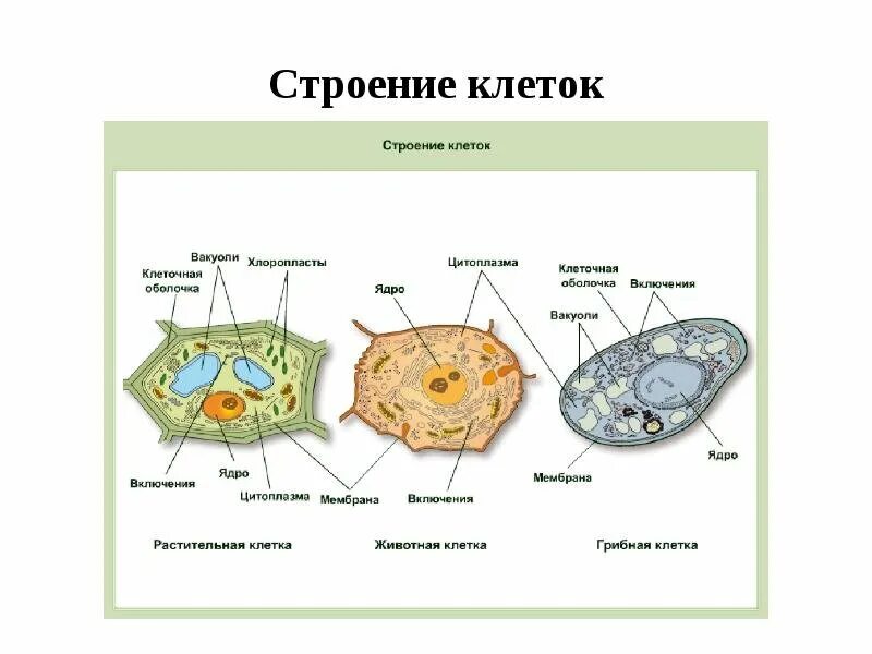 Строение клетки животного растения гриба и бактерии. Строение клетки животного растения гриба и бактерии