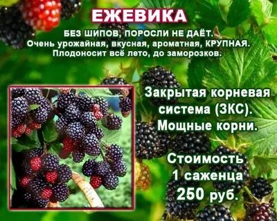 Сорта ежевики без шипов фото и описание