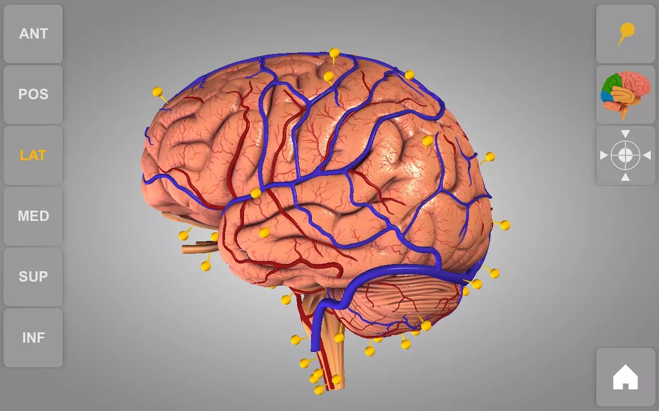 Brain apk. Моделирование мозга.