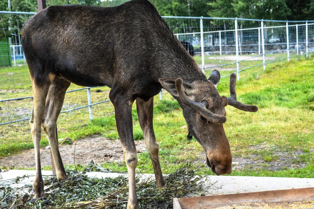 черный ягуар животное. черный зоопарк. гималайский медведь в московском зоопарке. черный зоопарк. черная пантера меланист.