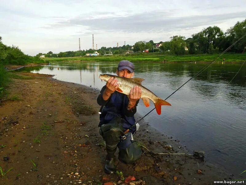Коряжник могилев. Васильсурская слобода база отдыха. Коряжник могилев. Коряжник могилев. Васильсурская слобода щука.