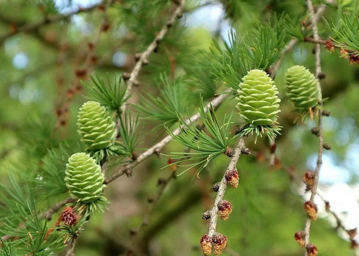 Лиственница европейская. Лиственница сибирская larix sibirica. Лиственница сукачева хвоя. Лиственница сибирская саженцы. Лиственница сибирская larix sibirica.