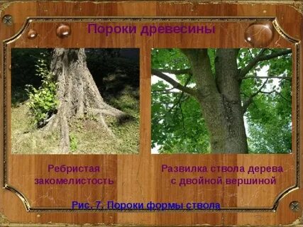 Слова связанные с деревом